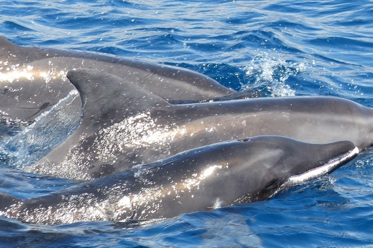 Los Cristianos: Wal- und Delfinkreuzfahrt ohne Verfolgung