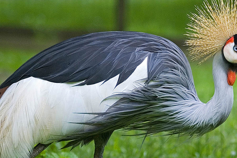 Desde Cracovia: viaje en zoológico con traslado