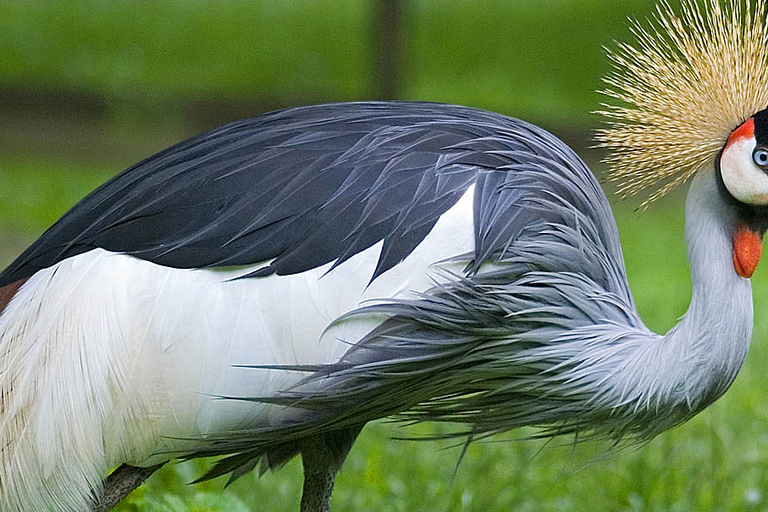 Desde Cracovia: viaje en zoológico con traslado