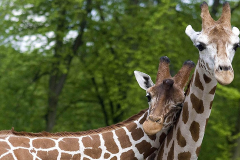 Desde Cracovia: viaje en zoológico con traslado