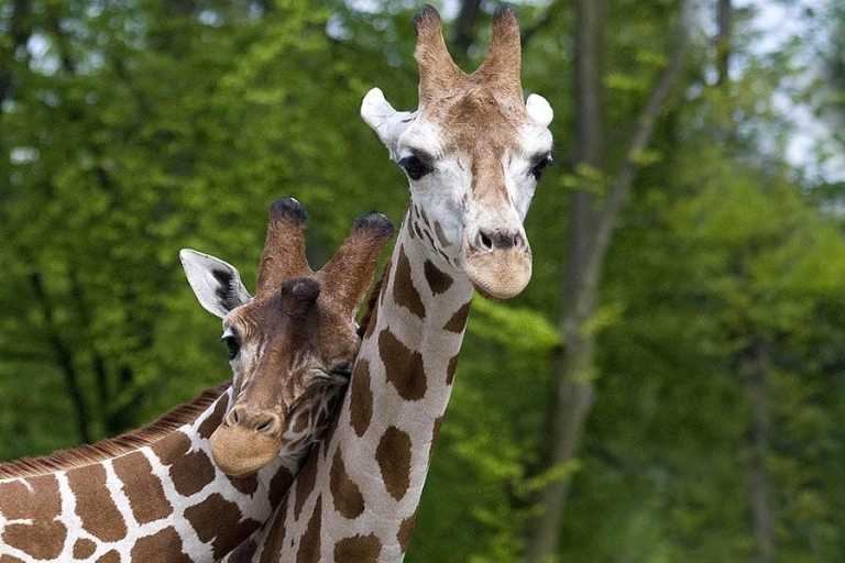 Van Krakau: Zoo Trip met Transfer