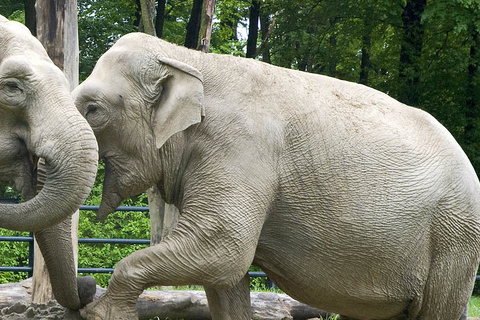 De Cracóvia: viagem ao zoológico com transferência