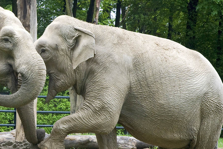 Van Krakau: Zoo Trip met Transfer