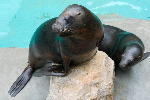 Desde Cracovia: viaje en zoológico con traslado