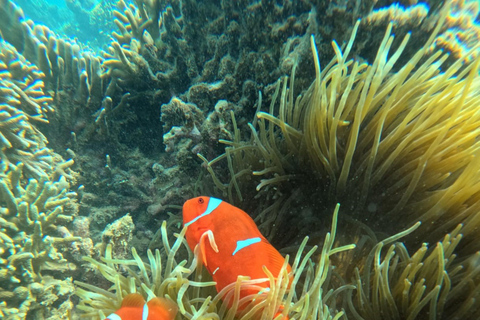Lombok Private Snorkeling: Hidden Southwest 5 Gili Islands Lombok: Private Snorkeling Gili Asahan (5 Gilis) + Lunch