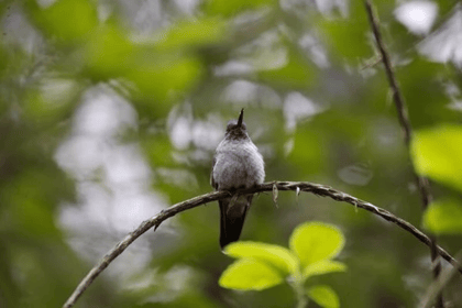 Rainforest Adventures Birdwatching Tour - Housity