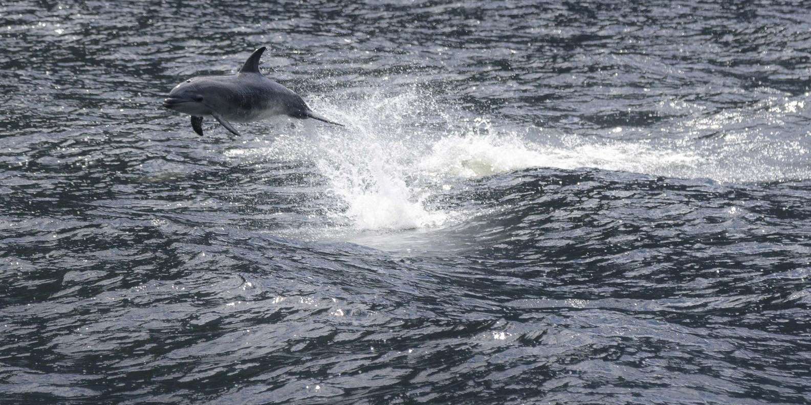 From Queenstown: Milford Sound Cruise and Coach Day Tour
