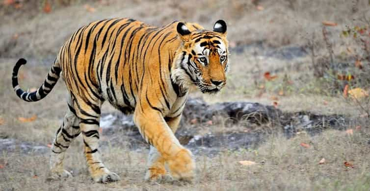 Chaos, Questions Surround Temple as Tigers Seized