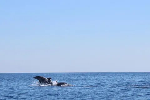 Marsaskala: Dolphin Watching Boat Tour