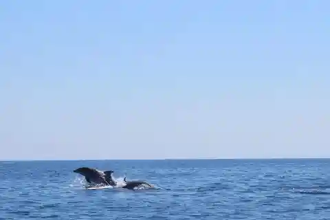 Marsaskala: Båttur med delfinskådning