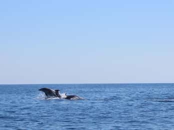 Marsaskala: Tour in barca per l'osservazione dei delfini