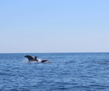 Marsaskala: Dolphin Watching Boat Tour