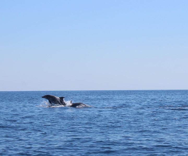 Observation des dauphins à Malte - Sips Watersports