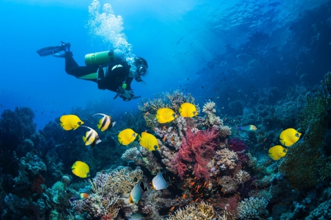 Kusadasi : Plongée sous-marine pour débutants ou expérimentés avec déjeuner