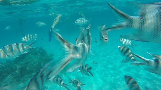 Zanzibar : Mnemba Island Snorkelling