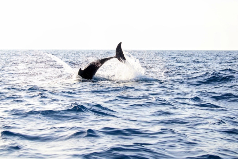 Alcudia: Excursión en barco con delfines y al amanecer en grupo reducidoAlcudia: Delfines y amanecer en grupo reducido