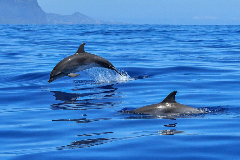 Alcudia : Excursion en bateau pour observer les dauphins et le lever du soleil en petit groupeAlcudia : Dauphins et lever de soleil en petit groupe