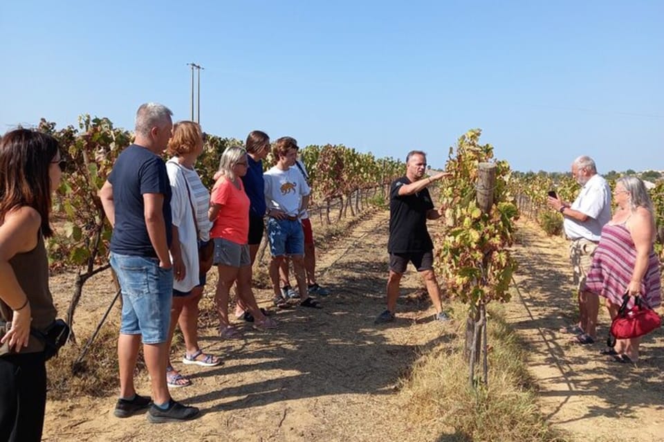 Rows of vines leading towards white Algarve farm buildings beneath a clear sky