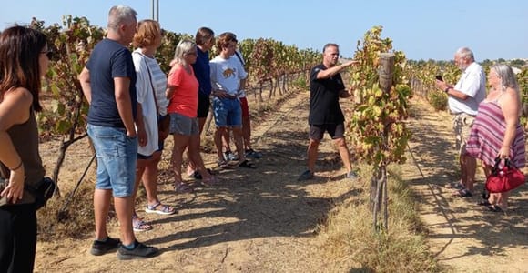 Albufeira/Vilamoura: Winery Tour with Wine Tasting and Tapas