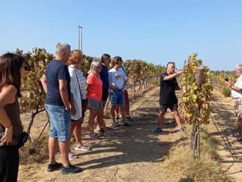 Albufeira/Vilamoura: Winery Tour with Wine Tasting and Tapas