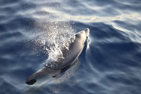 Alcudia: Wycieczka łodzią z delfinami i wschodem słońca w małej grupieAlcudia: Delfiny i wschód słońca w małej grupie