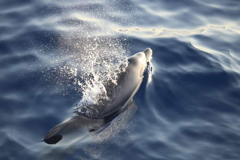 Alcudia: Dolphins and sunrise boat tour in small group Alcudia: Dolphins and sunrise in a small group