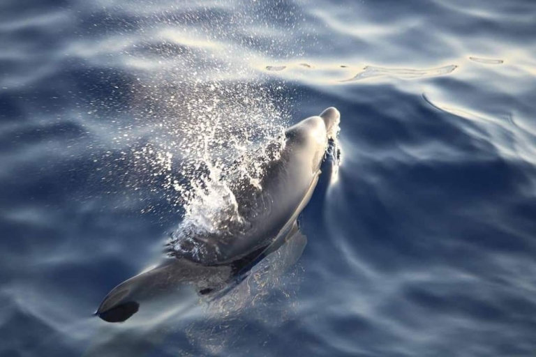Alcudia: Delphine und Sonnenaufgang Bootstour in kleiner GruppeAlcudia: Delfine und Sonnenaufgang in einer kleinen Gruppe