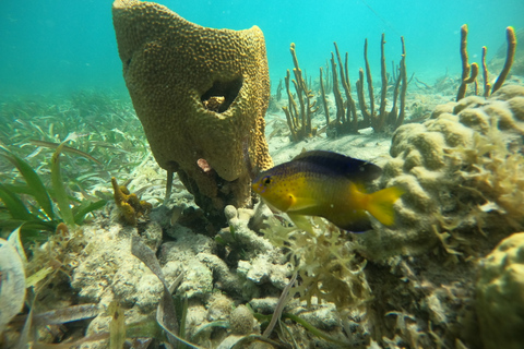 Expérience écologique en kayak et plongée avec tuba avec collation et boissons