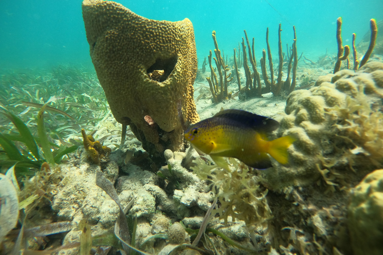 Expérience écologique en kayak et plongée avec tuba avec collation et boissons