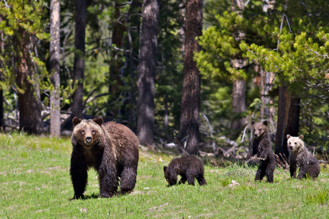 From Jackson: Grand Teton Sunset and Sightseeing Tour Grand Teton: Wildlife Sunset Safari