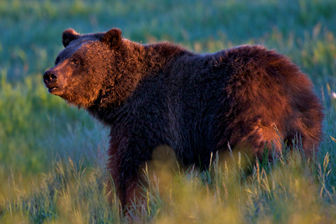 From Jackson: Grand Teton Sunset and Sightseeing Tour Grand Teton: Wildlife Sunset Safari