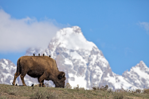 From Jackson: Grand Teton Sunset and Sightseeing Tour Grand Teton: Wildlife Sunset Safari