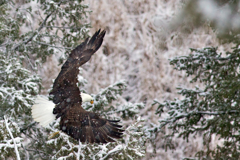 From Jackson: Grand Teton Sunset and Sightseeing Tour Grand Teton: Wildlife Sunset Safari