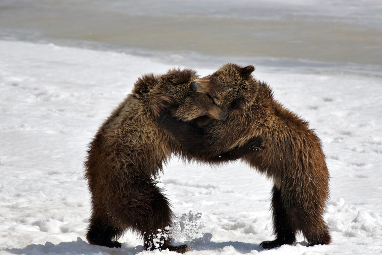 From Jackson: Grand Teton Sunset and Sightseeing Tour Grand Teton: Wildlife Sunset Safari