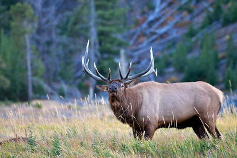 From Jackson: Grand Teton Sunset and Sightseeing Tour Grand Teton: Wildlife Sunset Safari