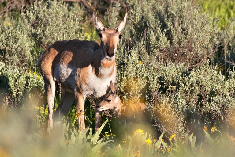 From Jackson: Grand Teton Sunset and Sightseeing Tour Grand Teton: Wildlife Sunset Safari