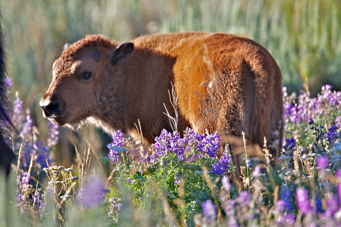 From Jackson: Grand Teton Sunset and Sightseeing Tour Grand Teton: Wildlife Sunset Safari