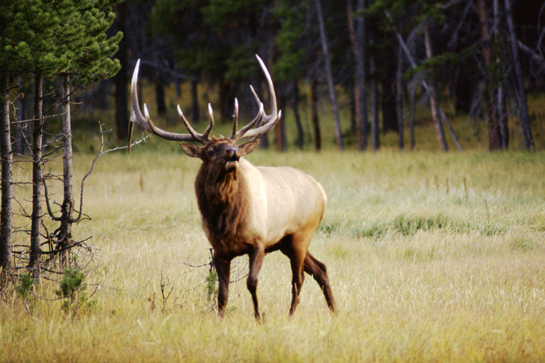 From Jackson: Grand Teton Sunset and Sightseeing Tour Grand Teton: Wildlife Sunset Safari