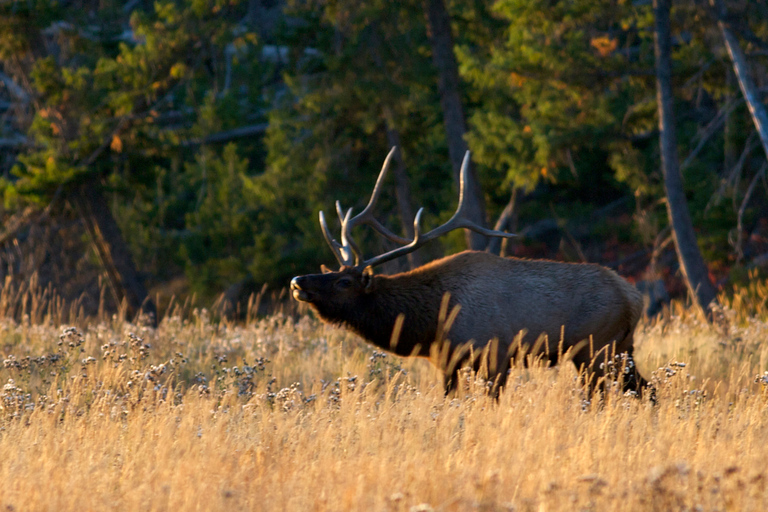 From Jackson: Grand Teton Sunset and Sightseeing Tour Grand Teton: Wildlife Sunset Safari
