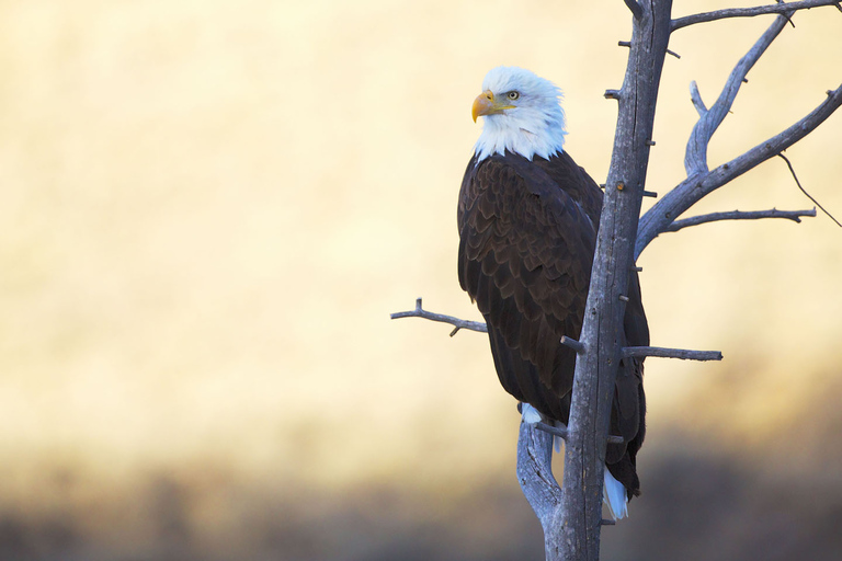 From Jackson: Grand Teton Sunset and Sightseeing Tour Grand Teton: Wildlife Sunset Safari