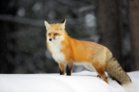 From Jackson: Grand Teton Sunset and Sightseeing Tour Grand Teton: Wildlife Sunset Safari