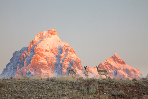 From Jackson: Grand Teton Sunset and Sightseeing Tour Grand Teton: Wildlife Sunset Safari