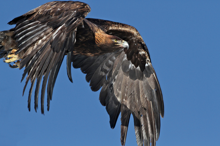 From Jackson: Grand Teton Sunset and Sightseeing Tour Grand Teton: Wildlife Sunset Safari