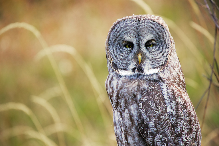 From Jackson: Grand Teton Sunset and Sightseeing Tour Grand Teton: Wildlife Sunset Safari