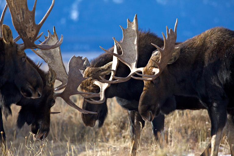 From Jackson: Grand Teton Sunset and Sightseeing Tour Grand Teton: Wildlife Sunset Safari