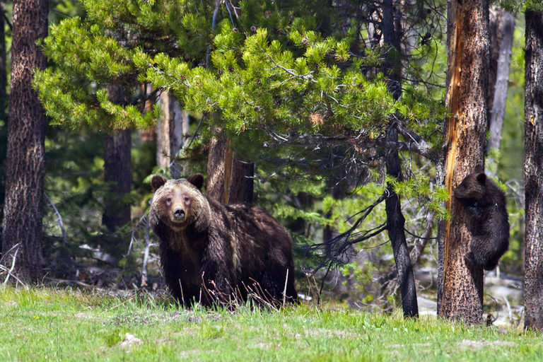 From Jackson: Grand Teton Sunset and Sightseeing Tour Grand Teton: Wildlife Sunset Safari