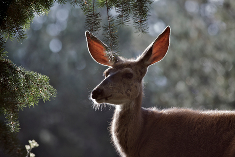 From Jackson: Grand Teton Sunset and Sightseeing Tour Grand Teton: Wildlife Sunset Safari