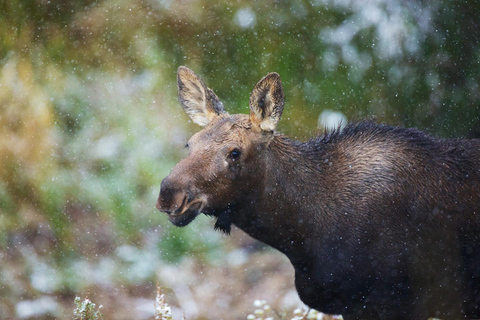 From Jackson: Grand Teton Sunset and Sightseeing Tour Grand Teton: Wildlife Sunset Safari