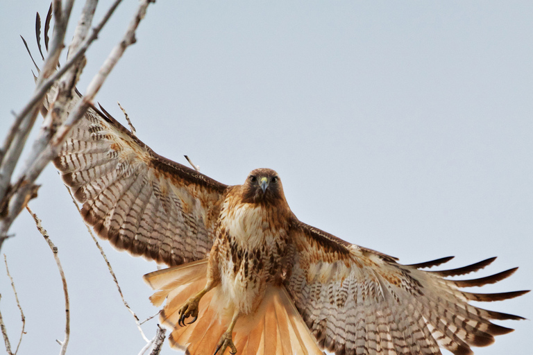 From Jackson: Grand Teton Sunset and Sightseeing Tour Grand Teton: Wildlife Sunset Safari