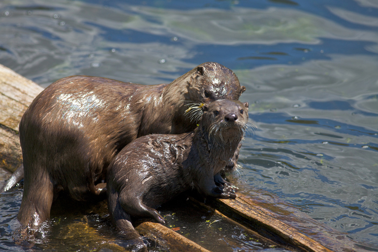 From Jackson: Grand Teton Sunset and Sightseeing Tour Grand Teton: Wildlife Sunset Safari